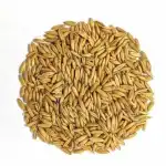 Oat Seeds